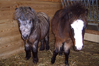 Unsere Minihorses