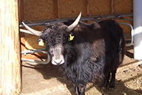 Yak