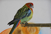 Rosella orientale