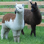 Alpaca e lama