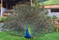 Pfau